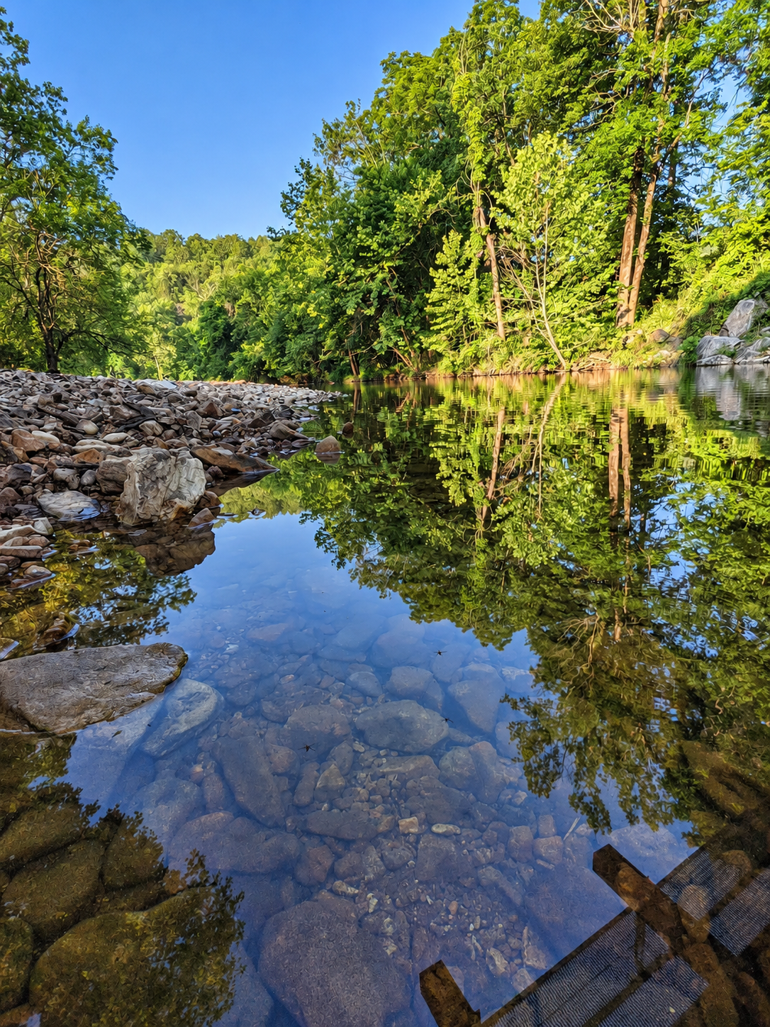 Sunlit trees reflected in a clear, rocky creek